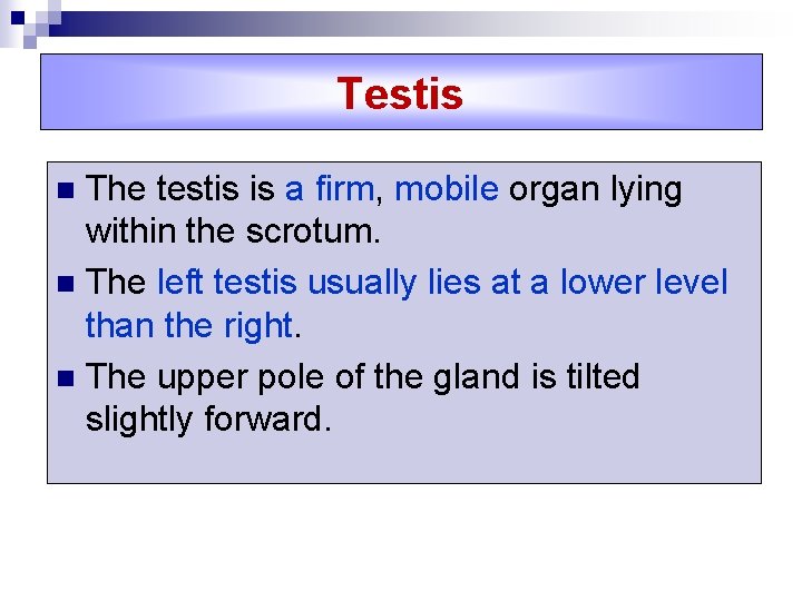 Testis The testis is a firm, mobile organ lying within the scrotum. n The