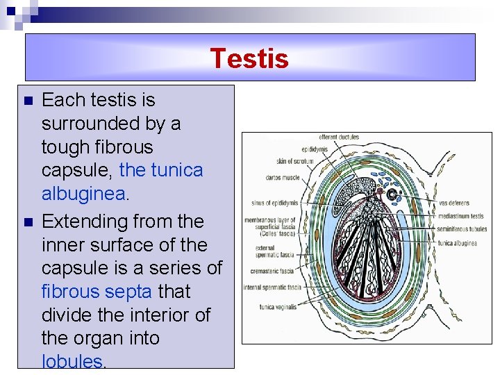 Testis n n Each testis is surrounded by a tough fibrous capsule, the tunica