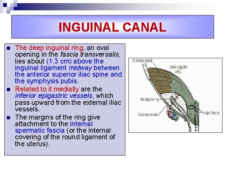 INGUINAL CANAL n n n The deep inguinal ring, an oval opening in the