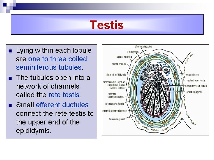 Testis n n n Lying within each lobule are one to three coiled seminiferous