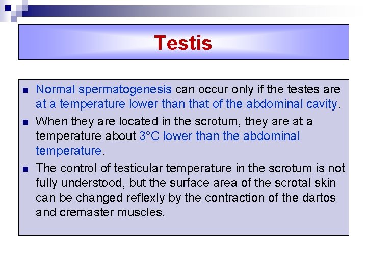 Testis n n n Normal spermatogenesis can occur only if the testes are at
