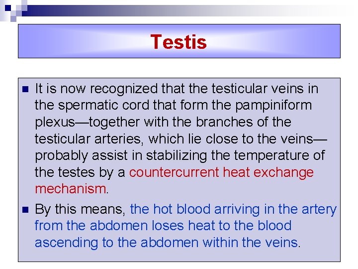Testis n n It is now recognized that the testicular veins in the spermatic