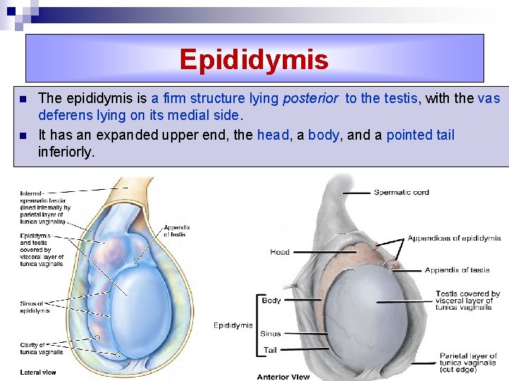 Epididymis n n The epididymis is a firm structure lying posterior to the testis,