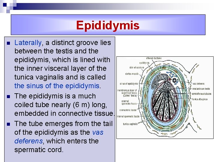 Epididymis n n n Laterally, a distinct groove lies between the testis and the