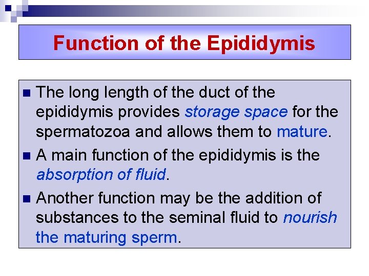 Function of the Epididymis The long length of the duct of the epididymis provides