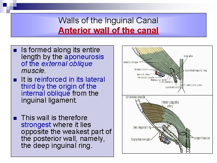 Walls of the lnguinal Canal Anterior wall of the canal n n n Is