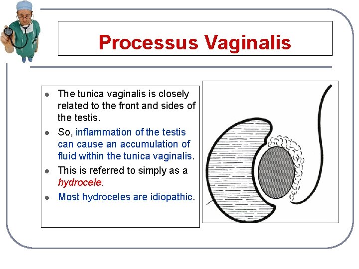 Processus Vaginalis l l The tunica vaginalis is closely related to the front and