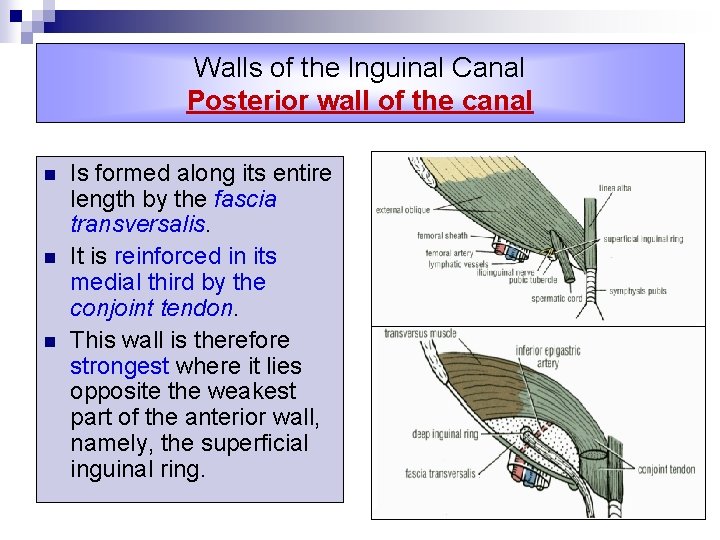 Walls of the lnguinal Canal Posterior wall of the canal n n n Is