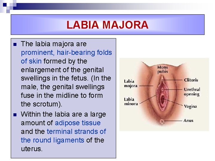 LABIA MAJORA n n The labia majora are prominent, hair-bearing folds of skin formed