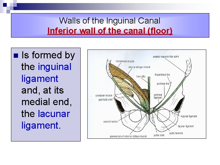 Walls of the lnguinal Canal Inferior wall of the canal (floor) n Is formed