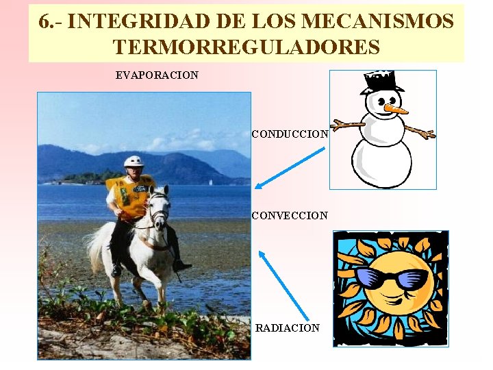 6. - INTEGRIDAD DE LOS MECANISMOS TERMORREGULADORES EVAPORACION CONDUCCION CONVECCION RADIACION 