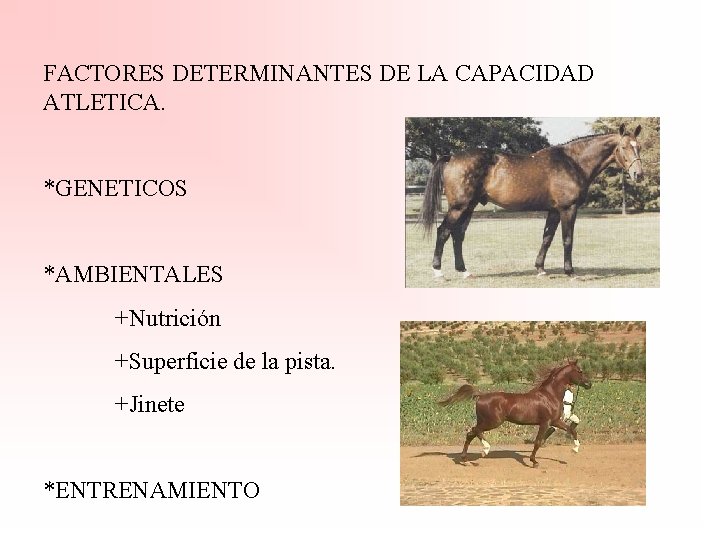 FACTORES DETERMINANTES DE LA CAPACIDAD ATLETICA. *GENETICOS *AMBIENTALES +Nutrición +Superficie de la pista. +Jinete