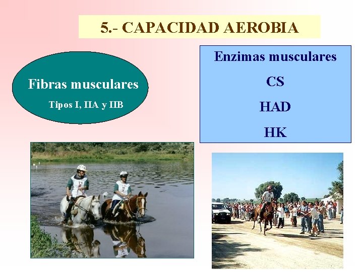 5. - CAPACIDAD AEROBIA Enzimas musculares Fibras musculares CS Tipos I, IIA y IIB