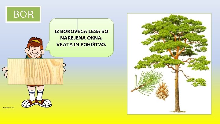 BOR IZ BOROVEGA LESA SO NAREJENA OKNA, VRATA IN POHIŠTVO. 