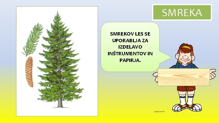 SMREKA SMREKOV LES SE UPORABLJA ZA IZDELAVO INŠTRUMENTOV IN PAPIRJA. 