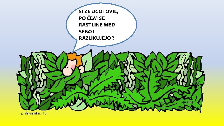 SI ŽE UGOTOVIL, PO ČEM SE RASTLINE MED SEBOJ RAZLIKUJEJO ? 