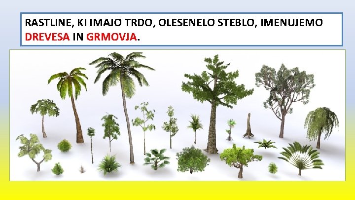 RASTLINE, KI IMAJO TRDO, OLESENELO STEBLO, IMENUJEMO DREVESA IN GRMOVJA. 