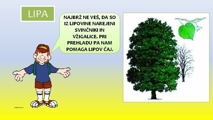 LIPA NAJBRŽ NE VEŠ, DA SO IZ LIPOVINE NAREJENI SVINČNIKI IN VŽIGALICE. PRI PREHLADU