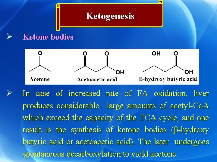 Ketogenesis Ø Ketone bodies Ø In case of increased rate of FA oxidation, liver