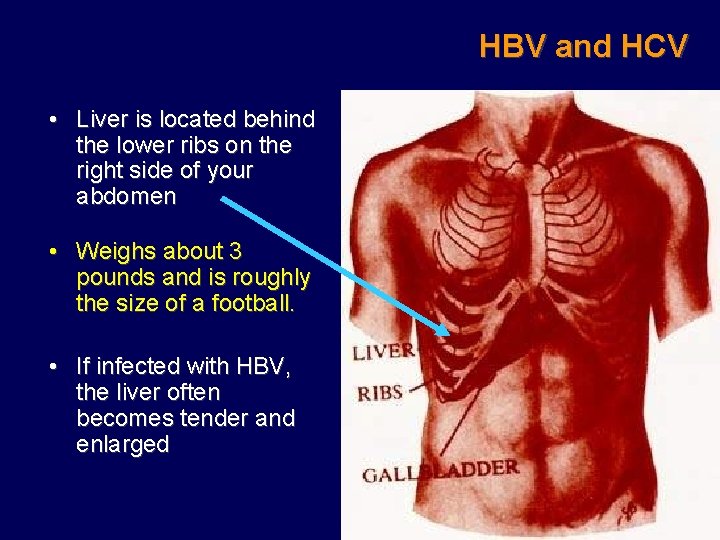 HBV and HCV • Liver is located behind the lower ribs on the right
