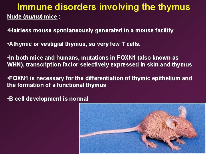 Immune disorders involving the thymus Nude (nu/nu) mice : • Hairless mouse spontaneously generated