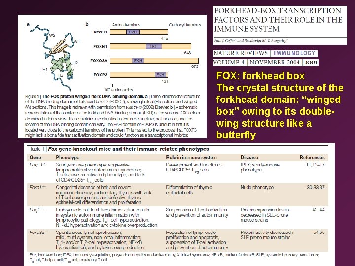 FOX: forkhead box The crystal structure of the forkhead domain: “winged box” owing to