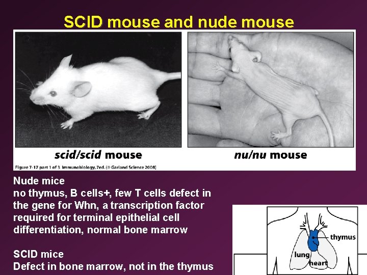 SCID mouse and nude mouse Nude mice no thymus, B cells+, few T cells