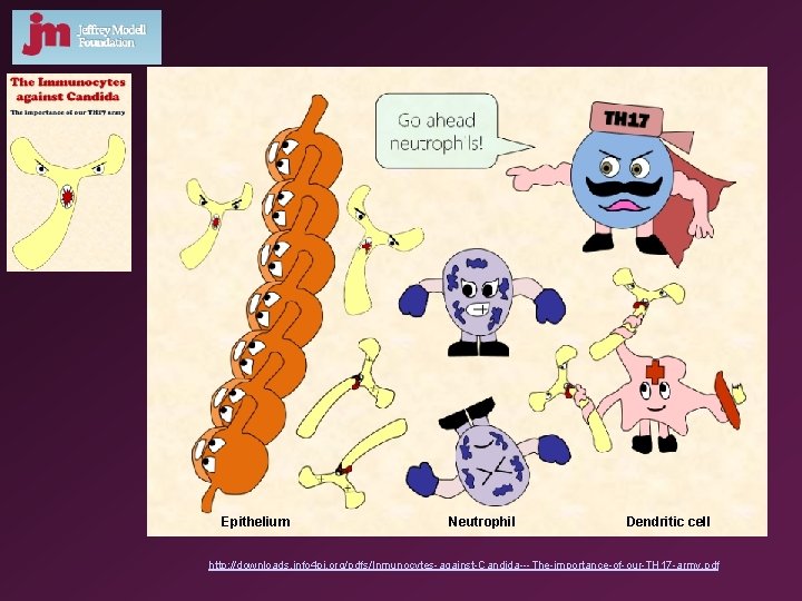 Epithelium Neutrophil Dendritic cell http: //downloads. info 4 pi. org/pdfs/Inmunocytes-against-Candida---The-importance-of-our-TH 17 -army. pdf 