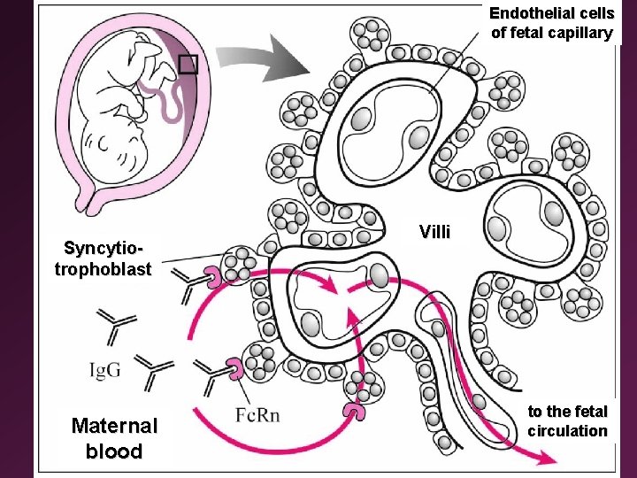 Endothelial cells of fetal capillary Syncytiotrophoblast Maternal blood Villi to the fetal circulation 