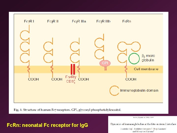 Fc. Rn: neonatal Fc receptor for Ig. G 
