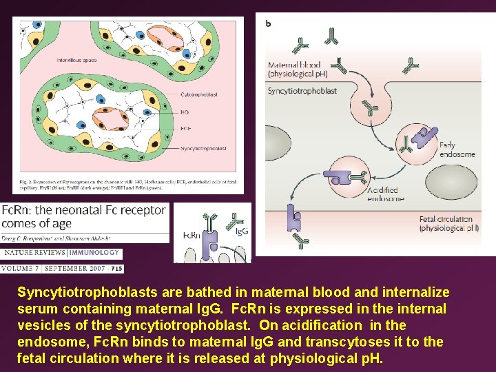 Syncytiotrophoblasts are bathed in maternal blood and internalize serum containing maternal Ig. G. Fc.