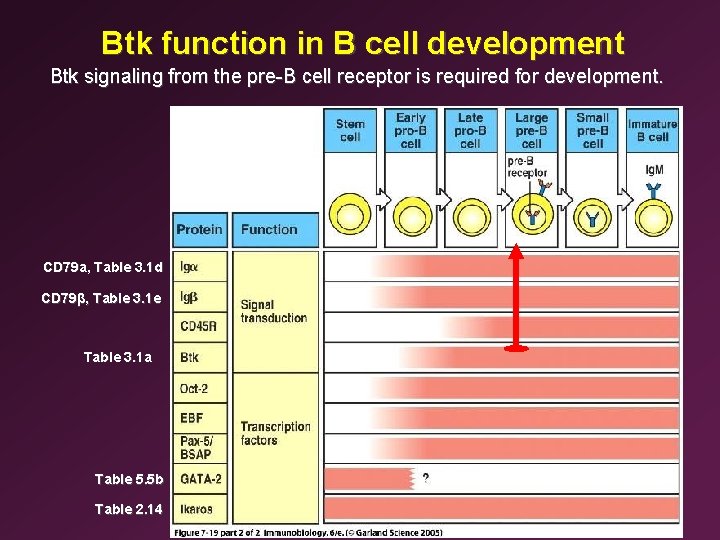 Btk function in B cell development Btk signaling from the pre-B cell receptor is