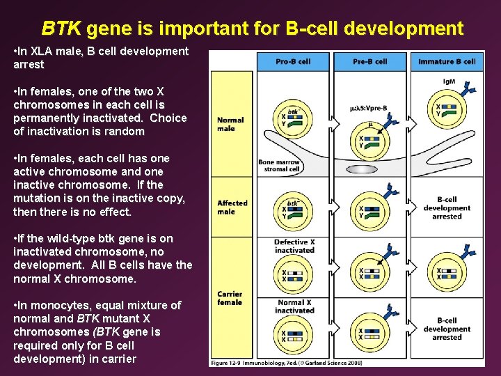 BTK gene is important for B-cell development • In XLA male, B cell development