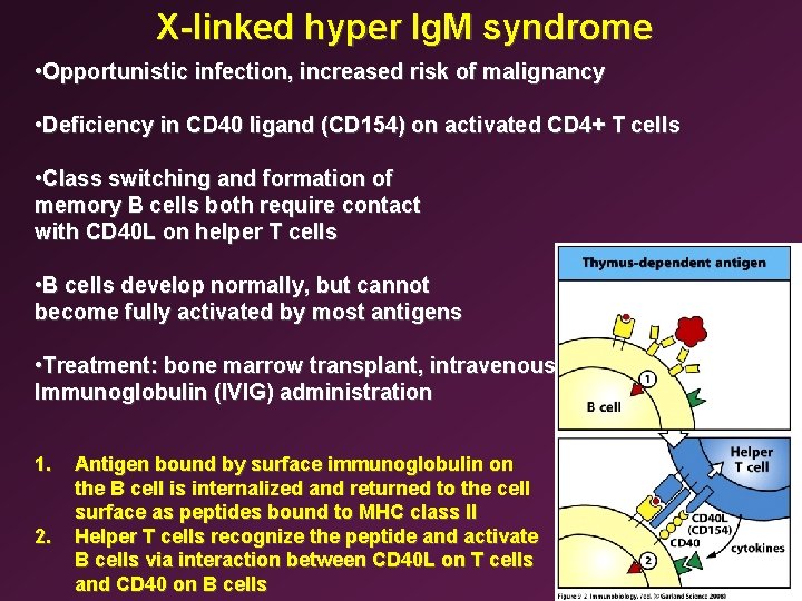 X-linked hyper Ig. M syndrome • Opportunistic infection, increased risk of malignancy • Deficiency