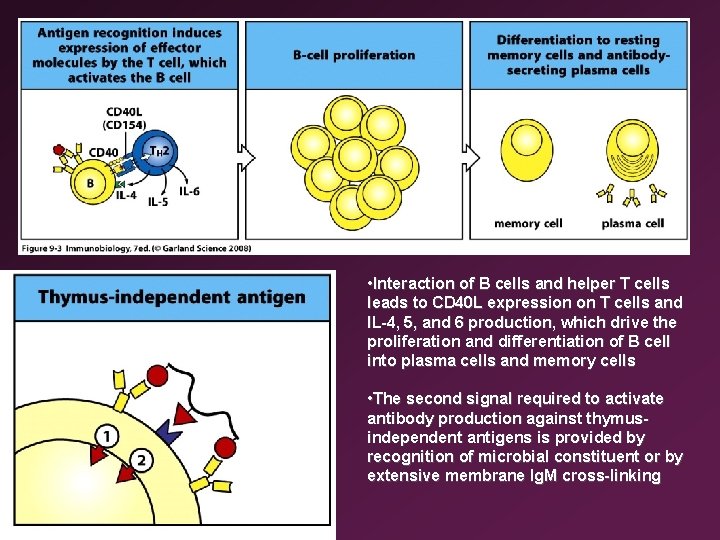  • Interaction of B cells and helper T cells leads to CD 40