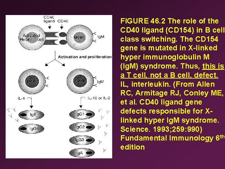 FIGURE 46. 2 The role of the CD 40 ligand (CD 154) in B