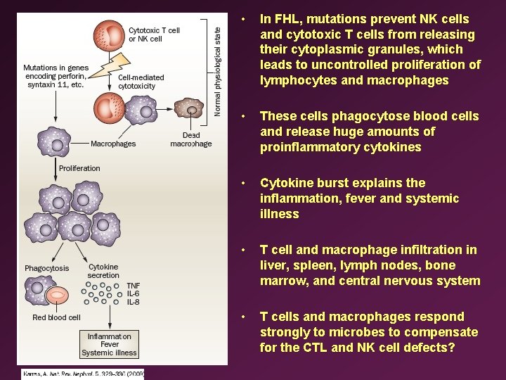  • In FHL, mutations prevent NK cells and cytotoxic T cells from releasing