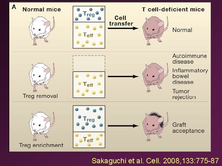 Sakaguchi et al. Cell. 2008, 133: 775 -87 