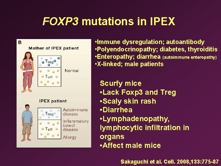 FOXP 3 mutations in IPEX • Immune dysregulation; autoantibody • Polyendocrinopathy; diabetes, thyroiditis •