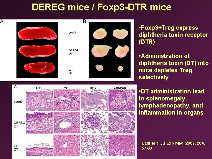 DEREG mice / Foxp 3 -DTR mice • Foxp 3+Treg express diphtheria toxin receptor