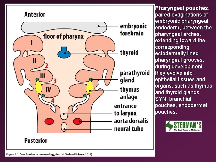 Pharyngeal pouches. paired evaginations of embryonic pharyngeal endoderm, between the pharyngeal arches, extending toward