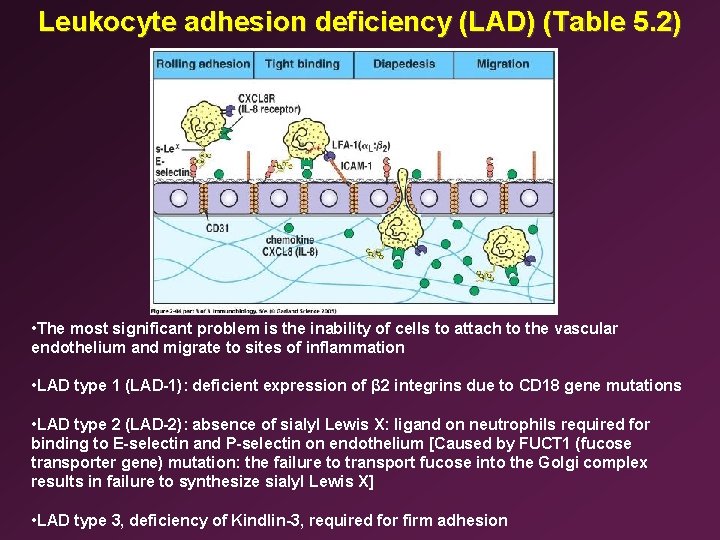 Leukocyte adhesion deficiency (LAD) (Table 5. 2) • The most significant problem is the