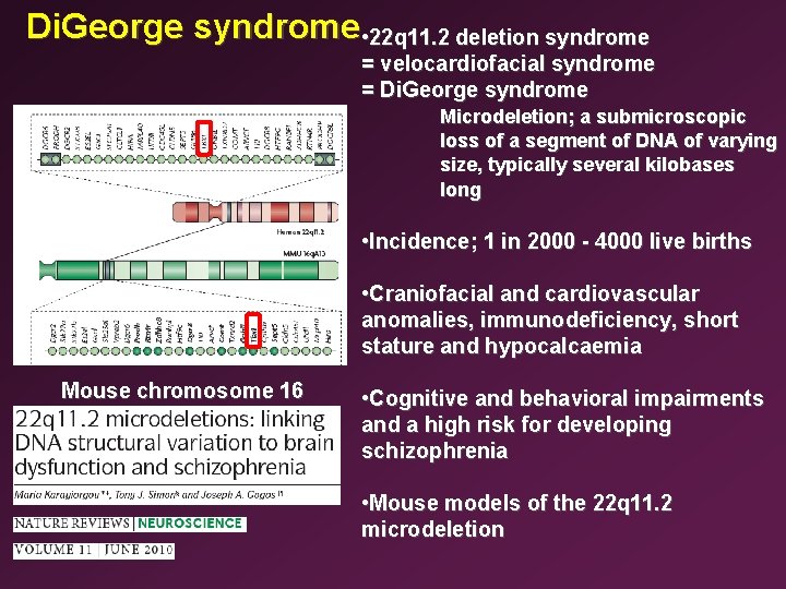 Di. George syndrome • 22 q 11. 2 deletion syndrome = velocardiofacial syndrome =