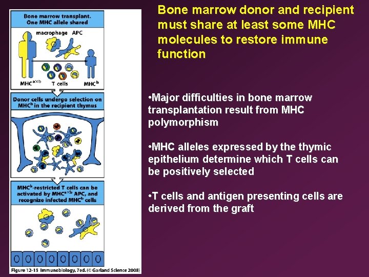 Bone marrow donor and recipient must share at least some MHC molecules to restore