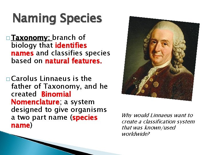 Naming Species � Taxonomy: branch of biology that identifies names and classifies species based Naming Species � Taxonomy: branch of biology that identifies names and classifies species based