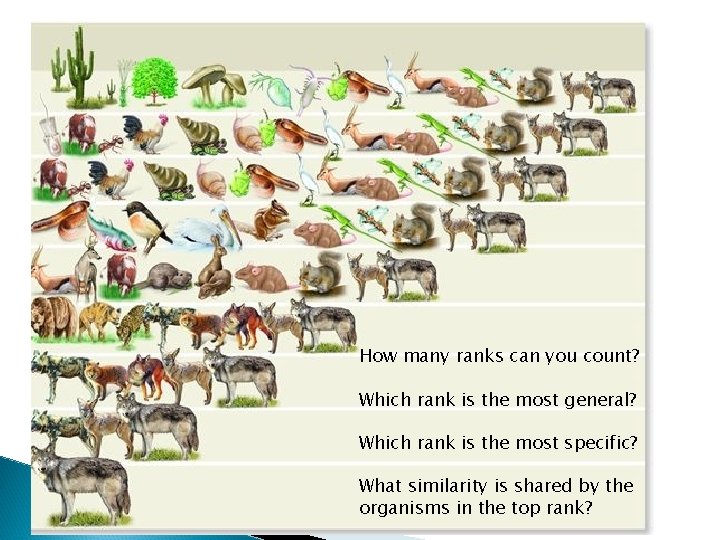 How many ranks can you count? Which rank is the most general? Which rank How many ranks can you count? Which rank is the most general? Which rank