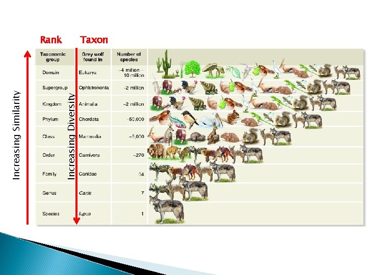 Increasing Diversity Increasing Similarity Rank Taxon Increasing Diversity Increasing Similarity Rank Taxon