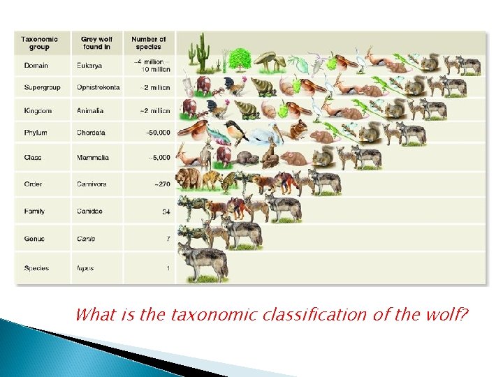 What is the taxonomic classification of the wolf? What is the taxonomic classification of the wolf?