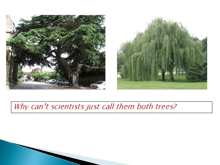 Why can’t scientists just call them both trees? Why can’t scientists just call them both trees?