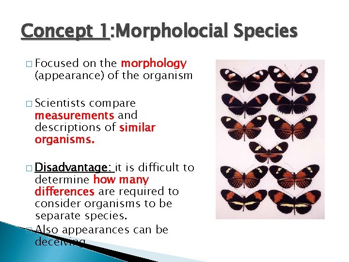 Concept 1: Morpholocial Species � Focused on the morphology (appearance) of the organism � Concept 1: Morpholocial Species � Focused on the morphology (appearance) of the organism �